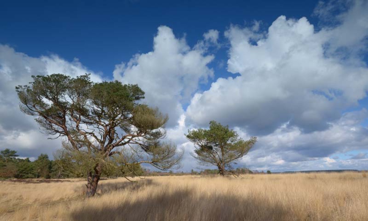 Noordwand Holland Hoge Veluwe 0114