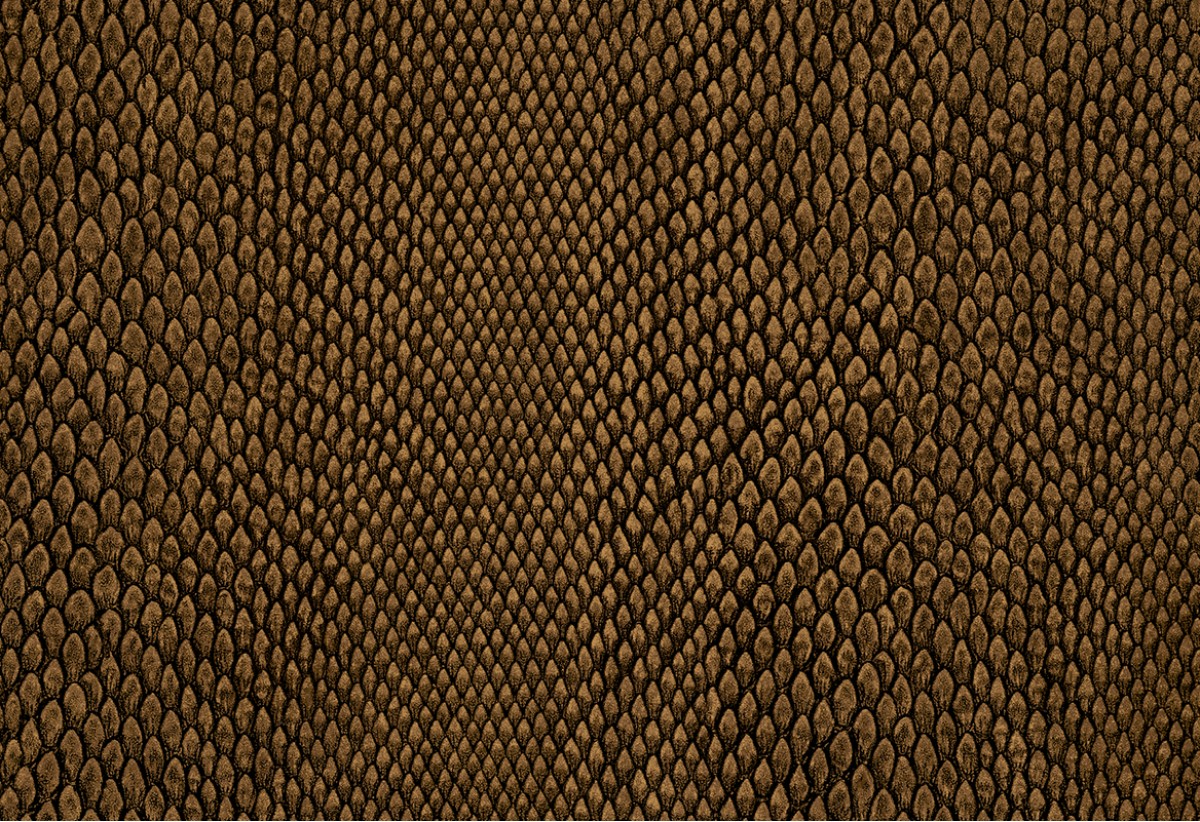 Leopard Walk 15334