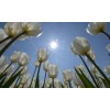 Noordwand Holland Tulpen met Zon 4997