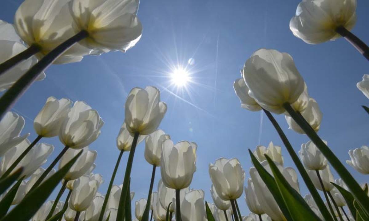 Noordwand Holland Tulpen met Zon 4997