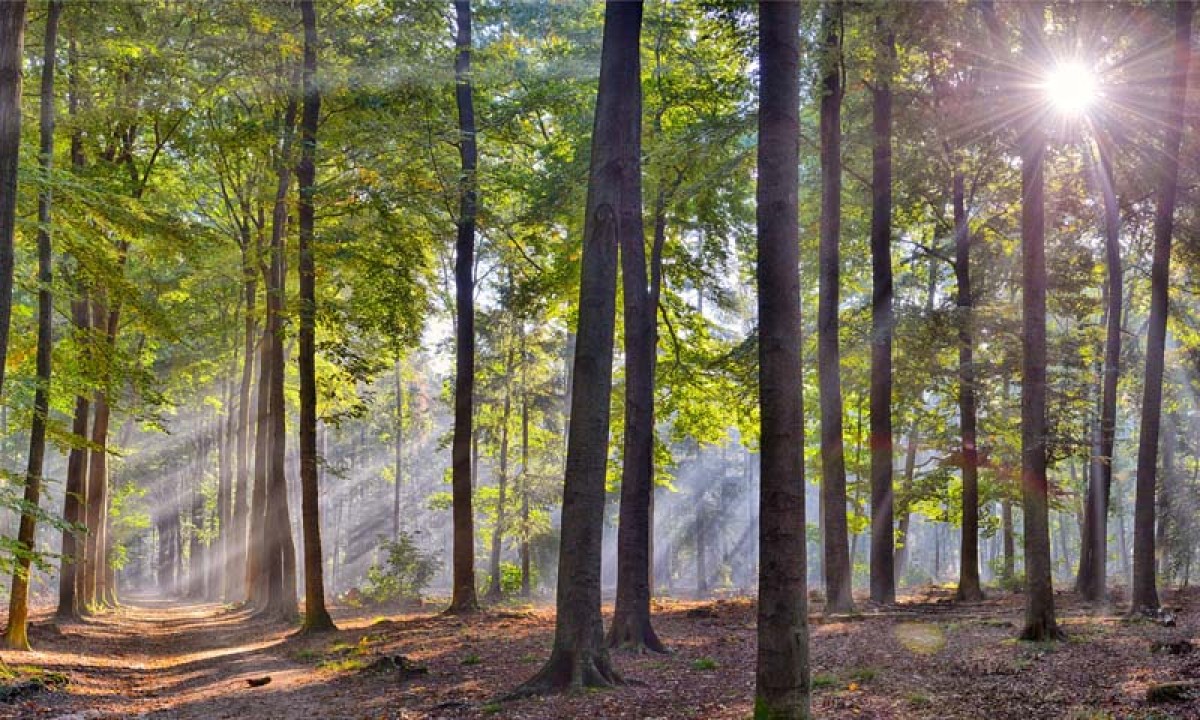 Noordwand Holland Sysselt Ochtendmist 5209