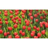 Noordwand Holland Tulpen Rood 6224