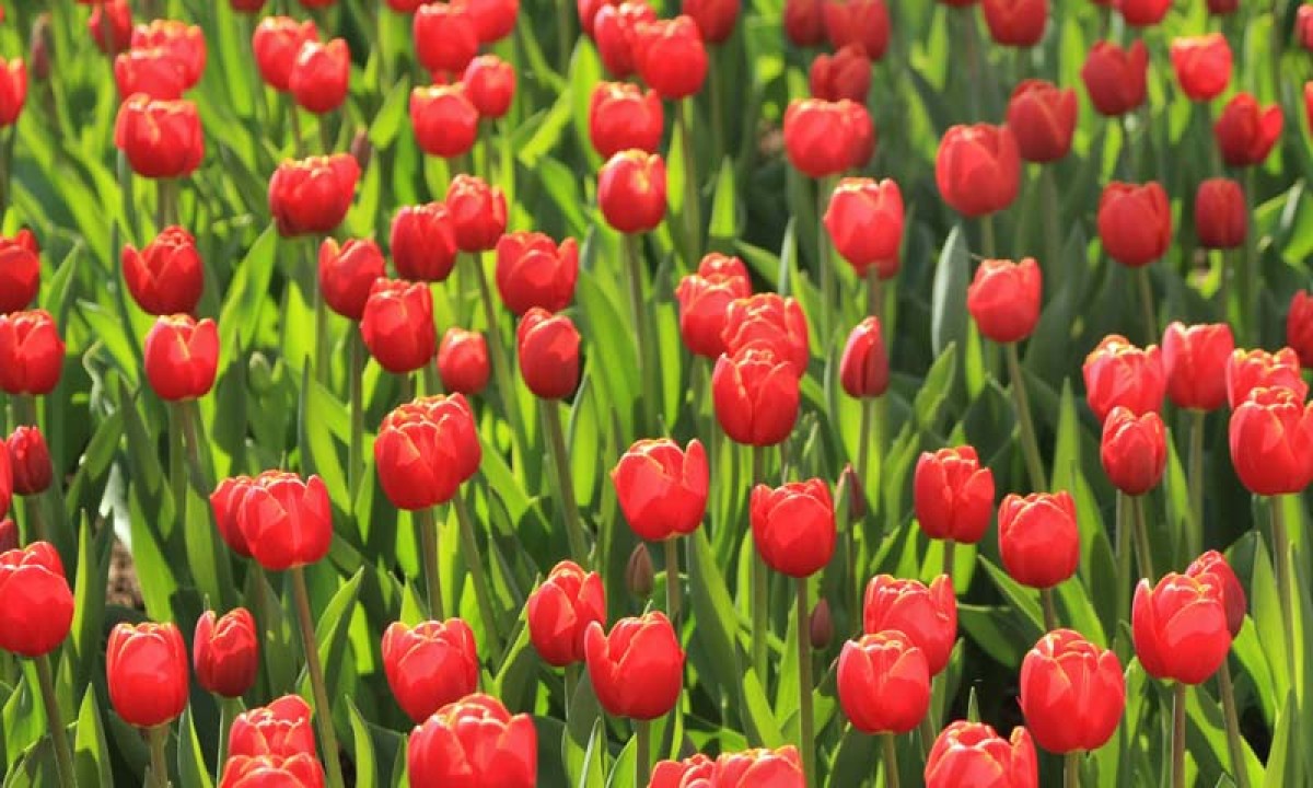 Noordwand Holland Tulpen Rood 6224