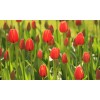Noordwand Holland Tulpen Rood II 6226