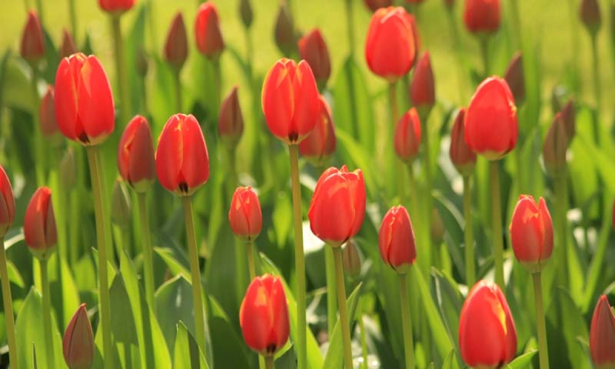 Noordwand Holland Tulpen Rood II 6226
