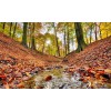 Noordwand Holland Bosbeek Herfst 6604