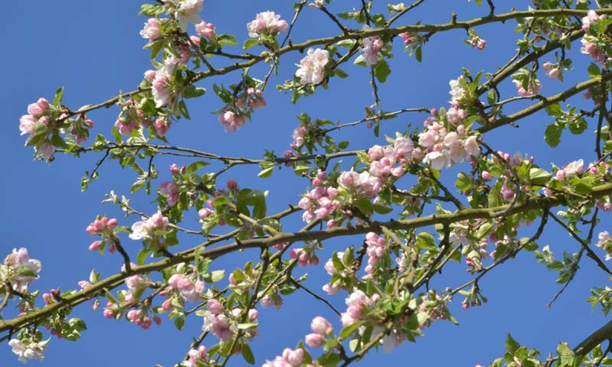 Noordwand Holland Appelbloesem 7888