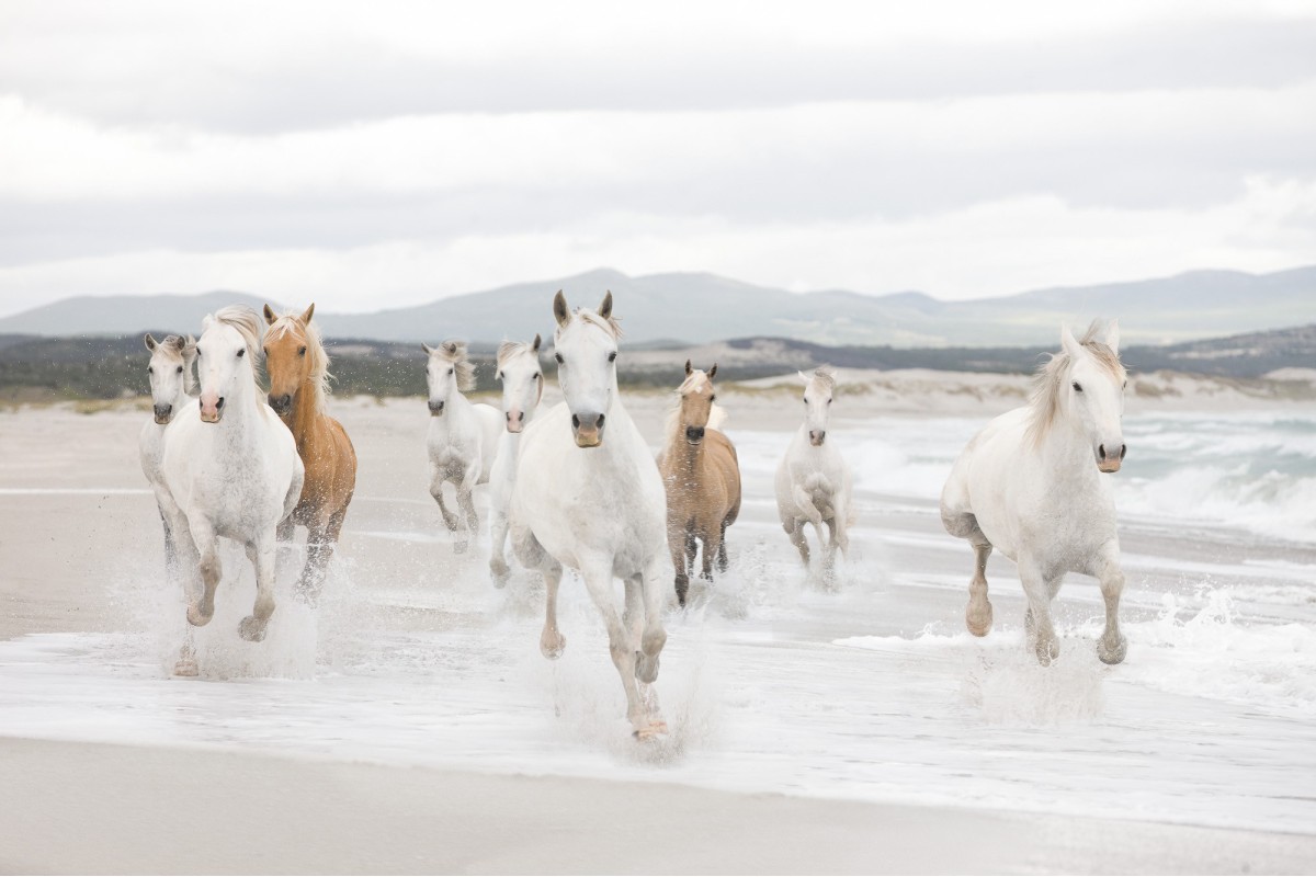 Komar Home Imagine Edition 4 White Horses 8-986