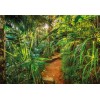Komar Home Imagine Edition 4  Jungle Trail 8-989