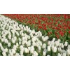 Noordwand Holland Tulpen Wit en Rood 8123