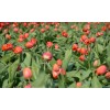 Noordwand Holland Tulpen Rood III 8133