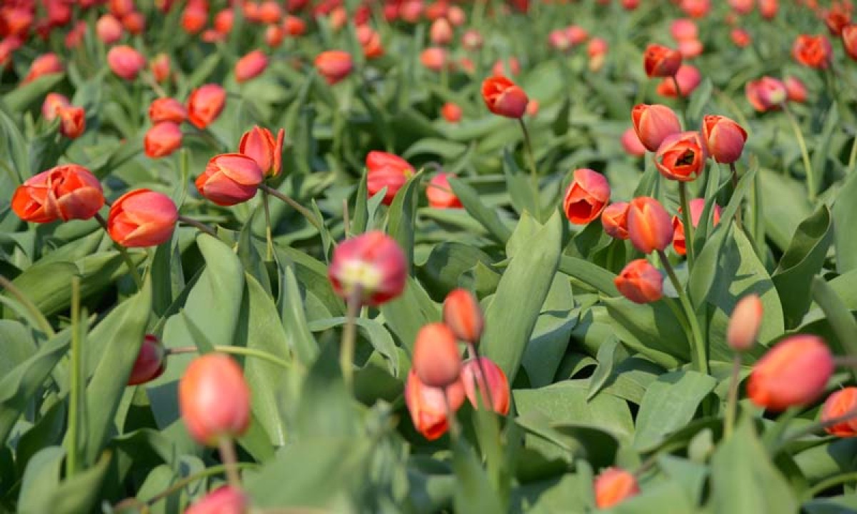 Noordwand Holland Tulpen Rood III 8133