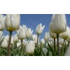 Noordwand Holland Tulpen Wit 8179