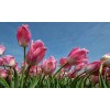 Noordwand Holland Tulpen Rose 8184