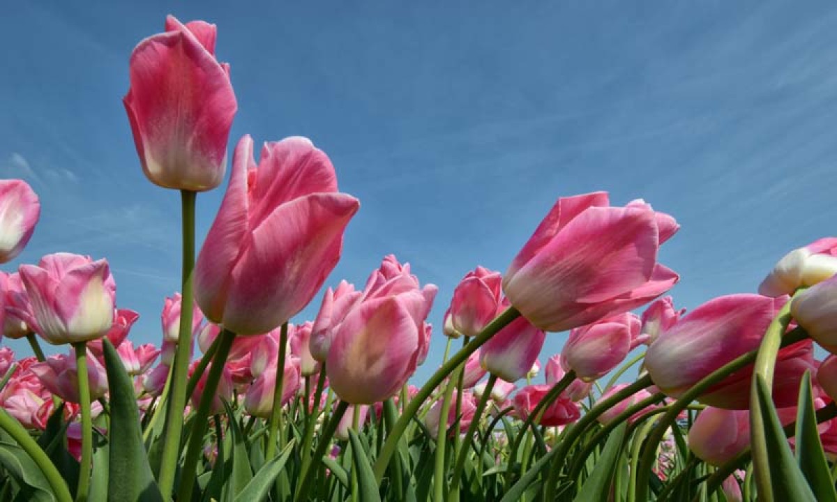 Noordwand Holland Tulpen Rose 8184