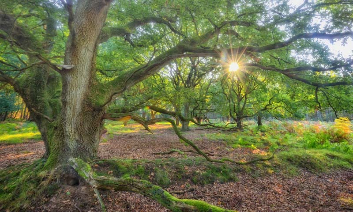 Noordwand Holland Oerbos 9017