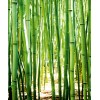 One Roll One Motif A36901 Bamboo
