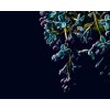 Designwalls II DD123466 Dark Flower 2