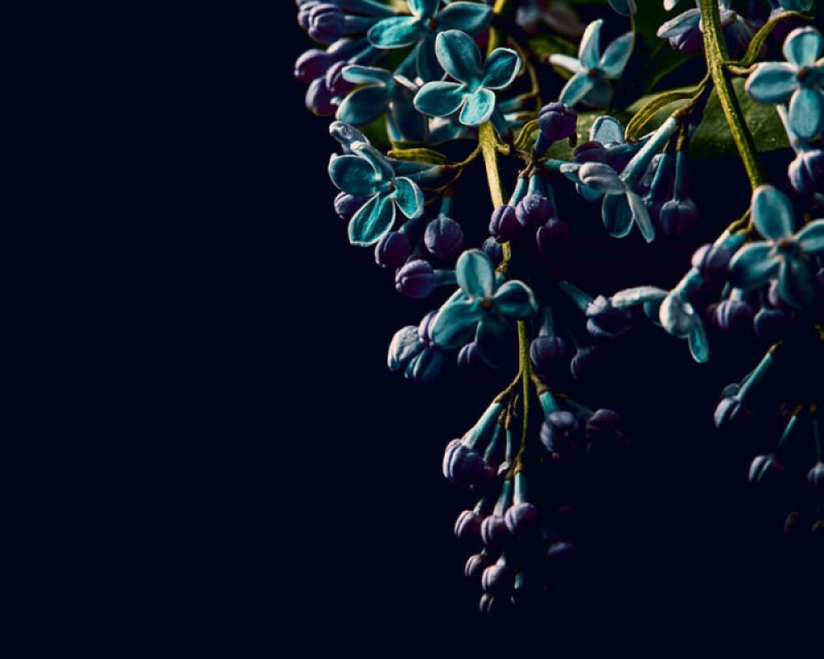 Designwalls II DD123466 Dark Flower 2