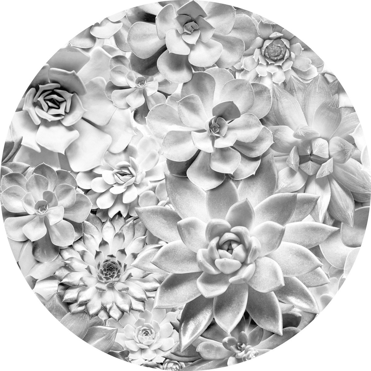 Komar Home Imagine Edition 4 Echeveria D1-046