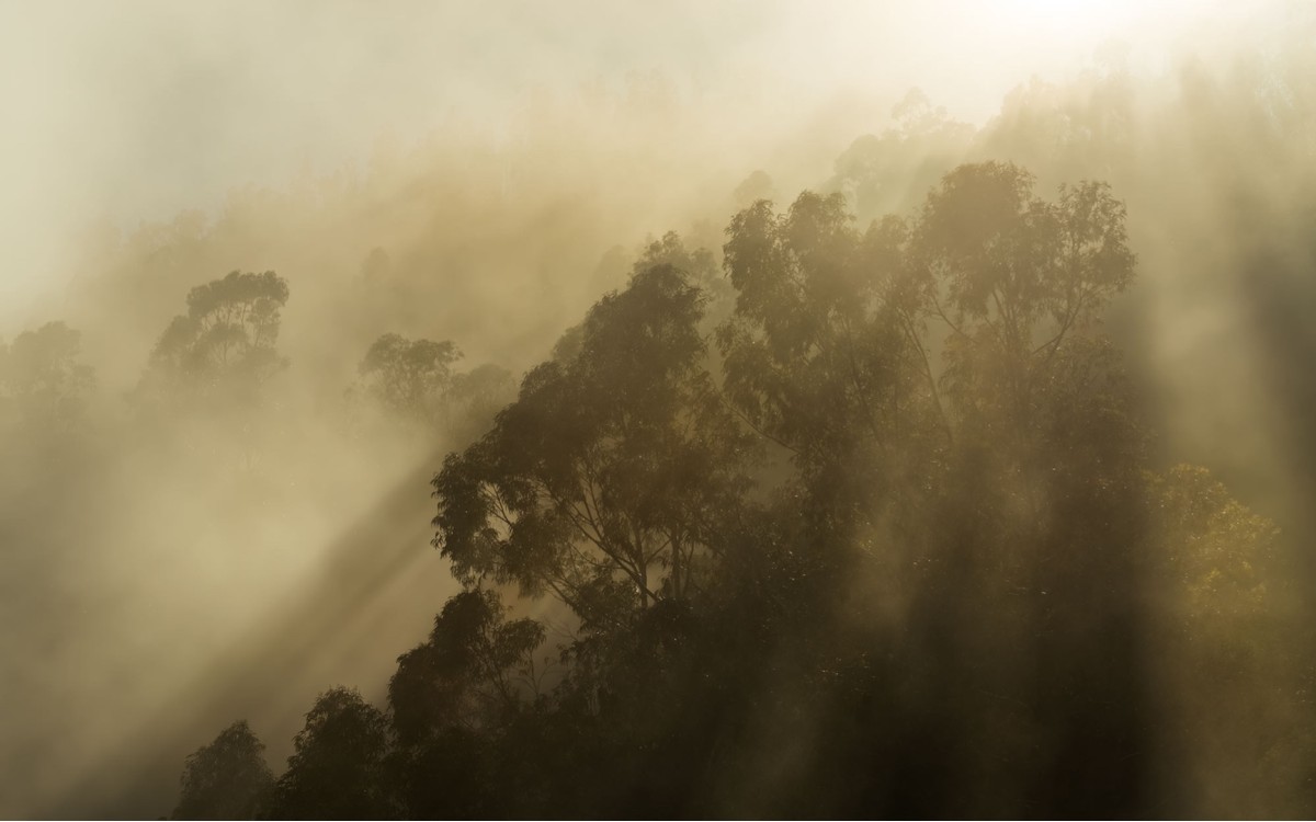 Pure2 PSH113-VD4 Foggy Sunshine