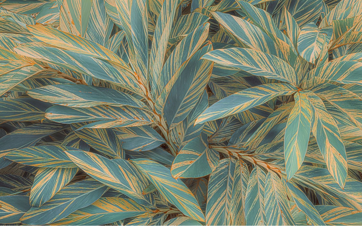 Pure2 PSH111-VD4 Amazonia Vibes