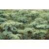 Pure2 PSH106-VD4 Jungle Lands