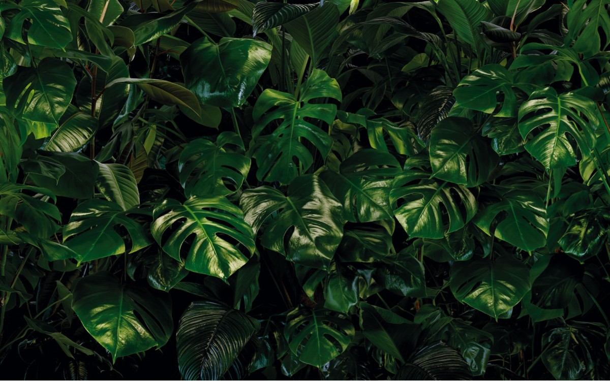 Pure2 P333-VD4 Tropical Wall