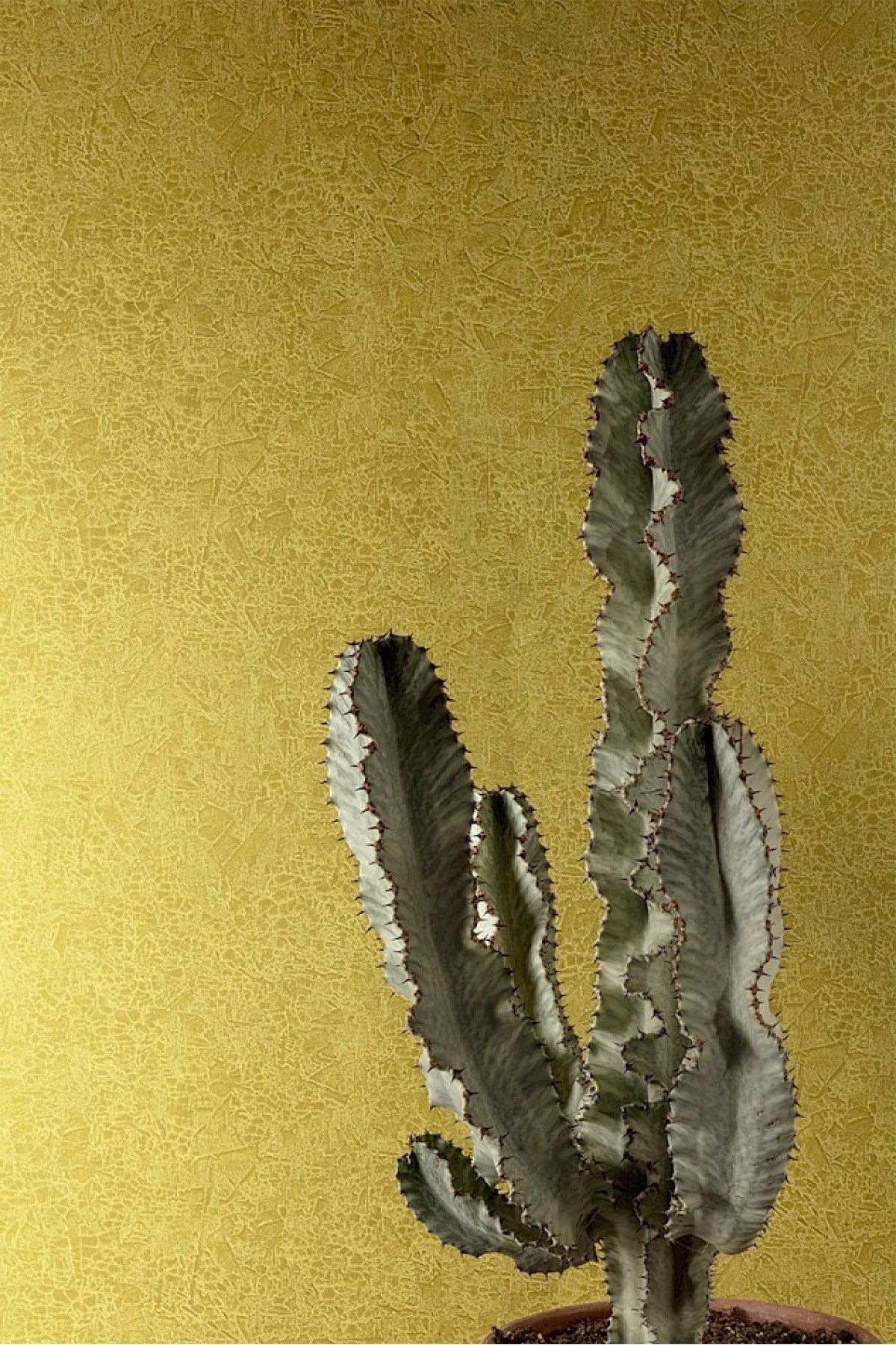 The Colour Book HAC1003