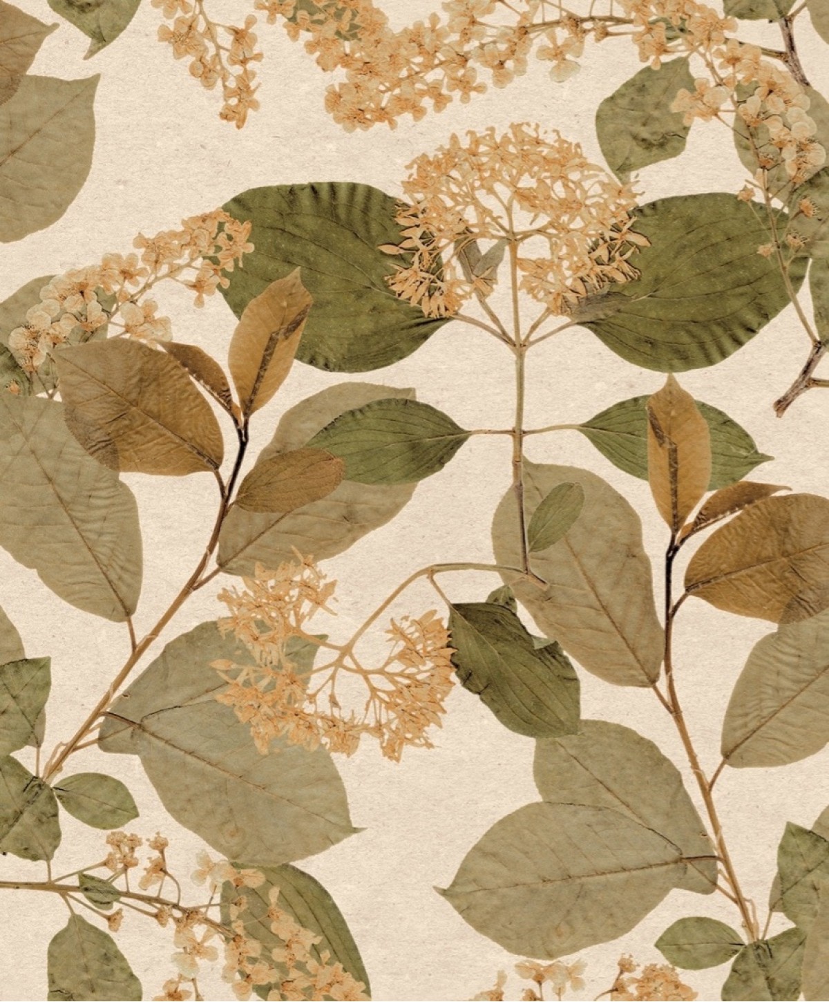 Herbarium HE27231