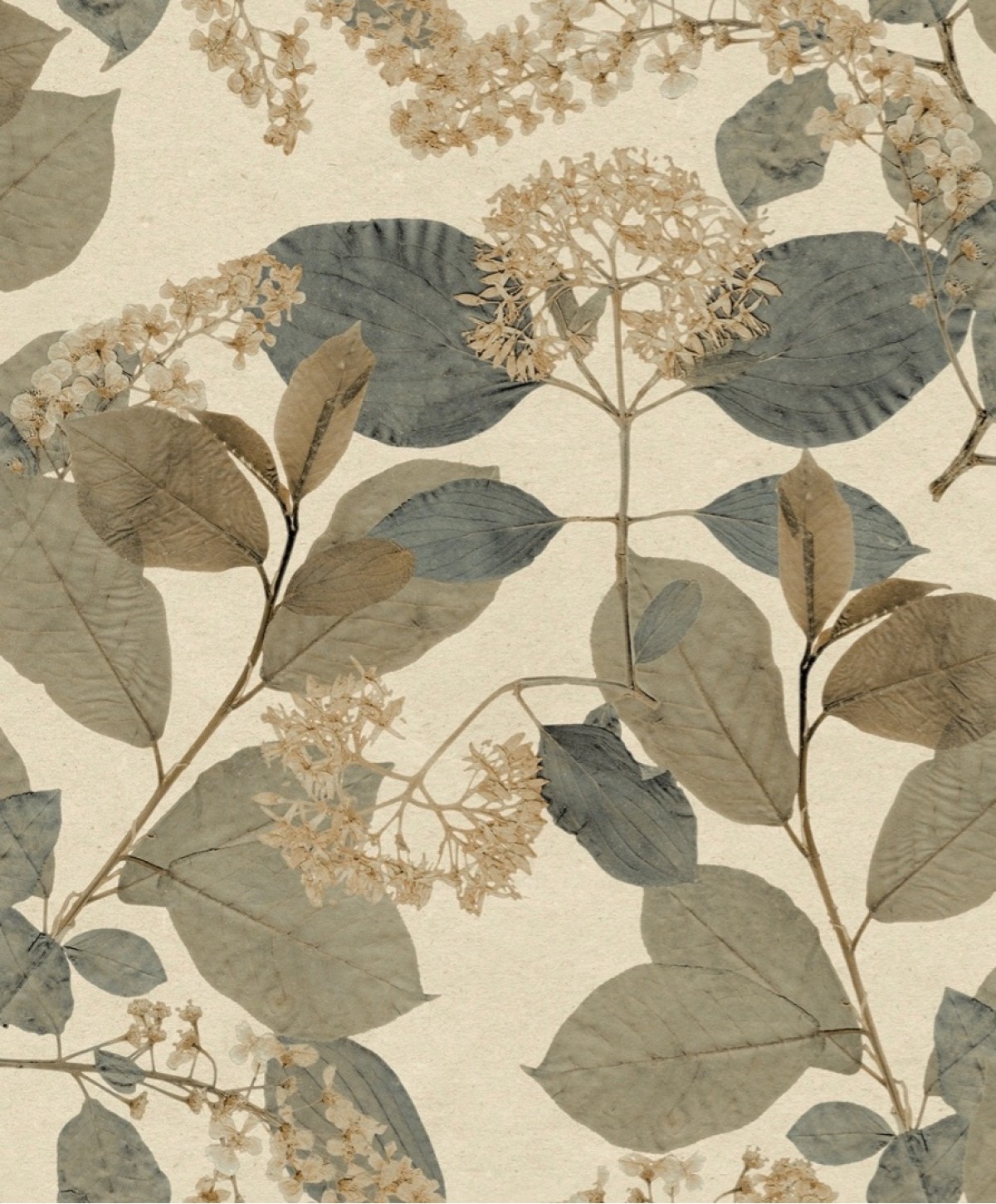 Herbarium HE27232