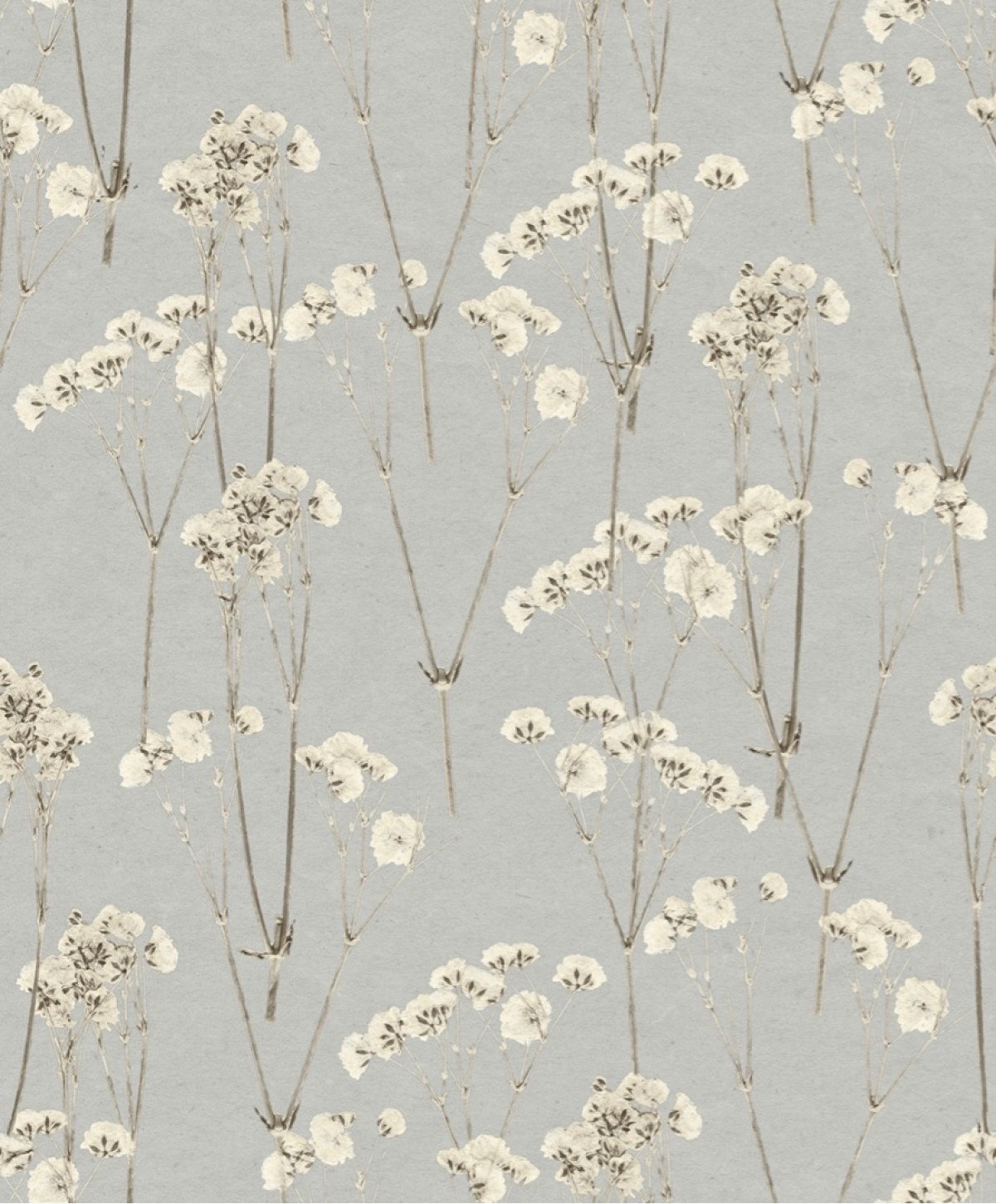 Herbarium HE27241