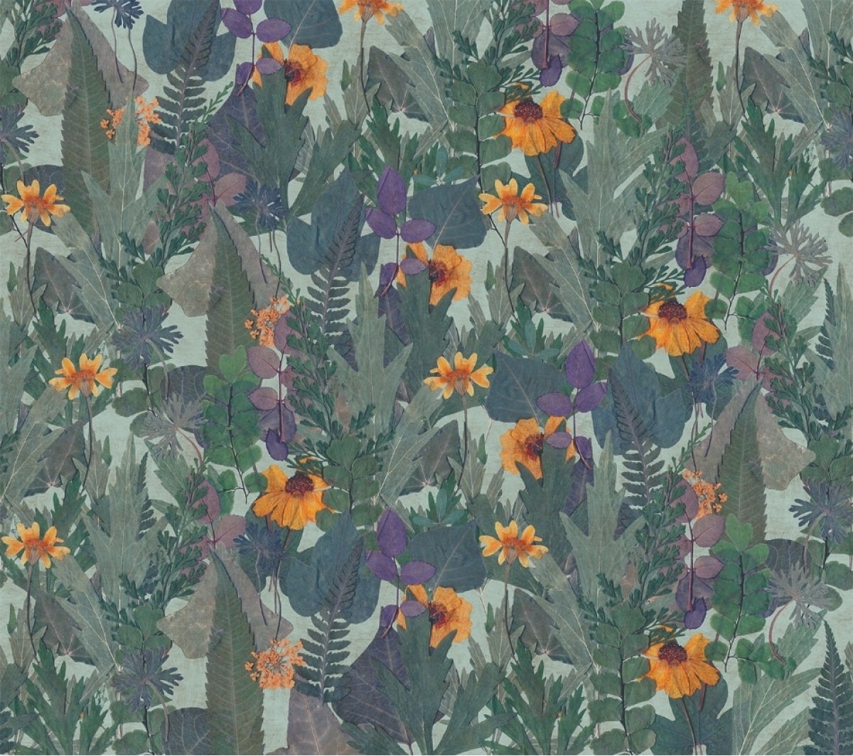Herbarium HED27291