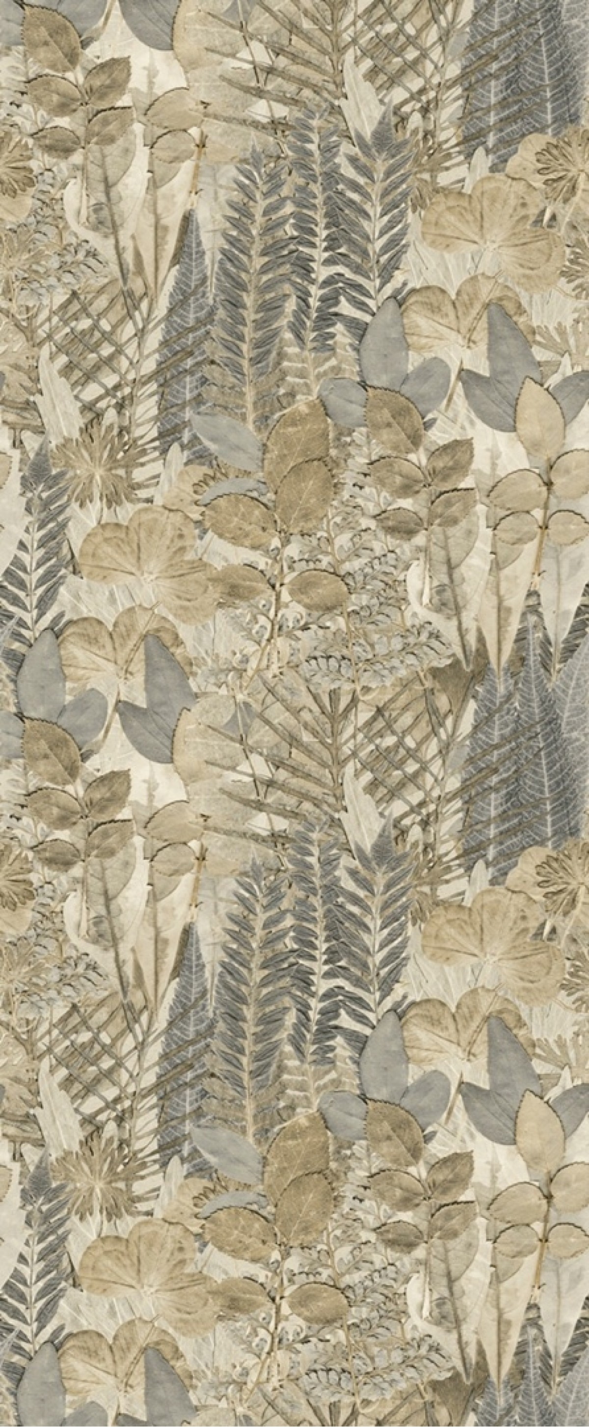 Herbarium HED27294