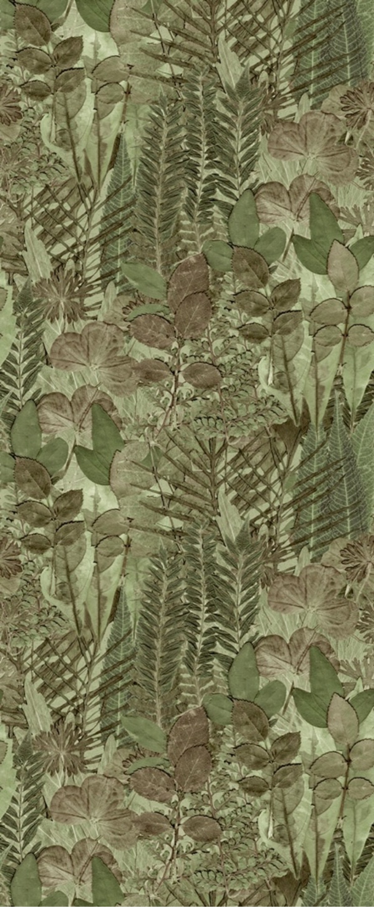 Herbarium HED27295