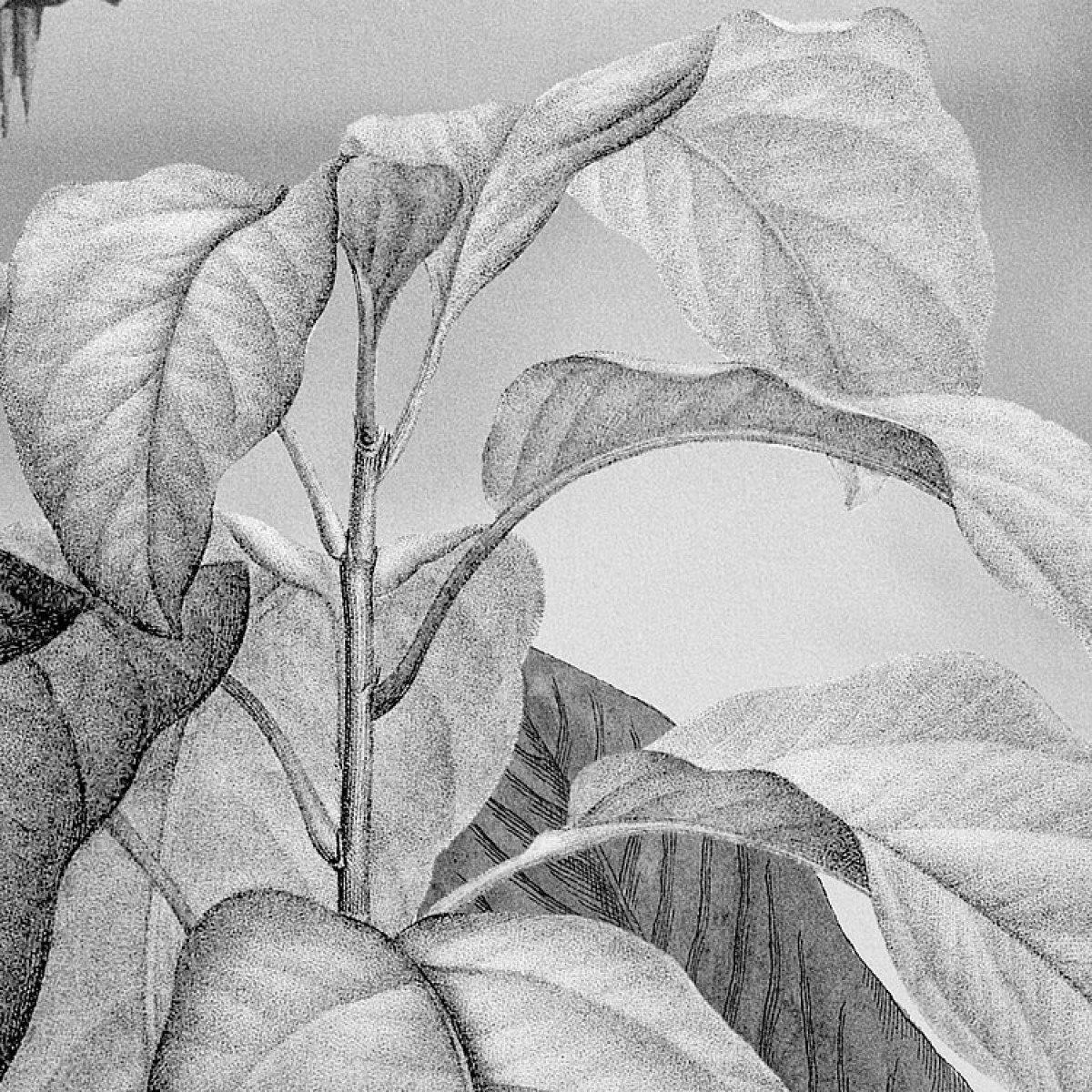 Komar RAW R2-008 LAC Tropical Black & White
