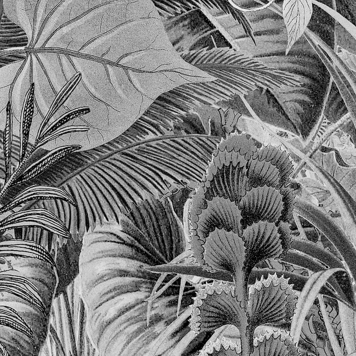 Komar RAW R2-008 LAC Tropical Black & White