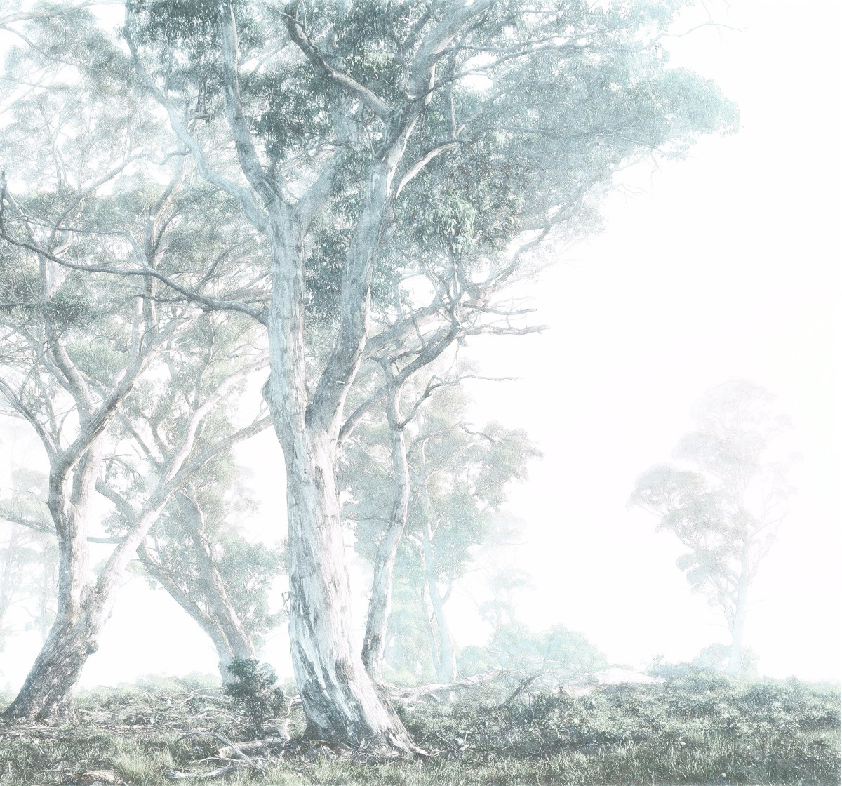 Komar RAW R3-023 Magic Trees