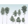 Komar RAW R4-040 Pines