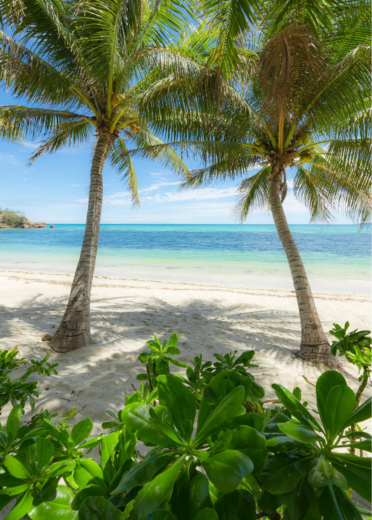 Komar Wanderlust SHX4-124 "Palmy Beach"