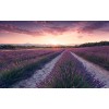 Komar Wanderlust SHX9-052 "Lavender Dream"