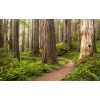 Komar Wanderlust SHX9-077 "Redwood Trail"