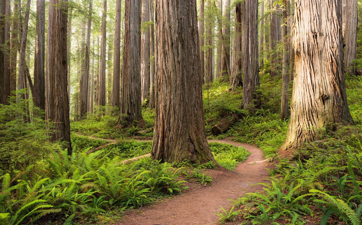 Komar Wanderlust SHX9-077 "Redwood Trail"