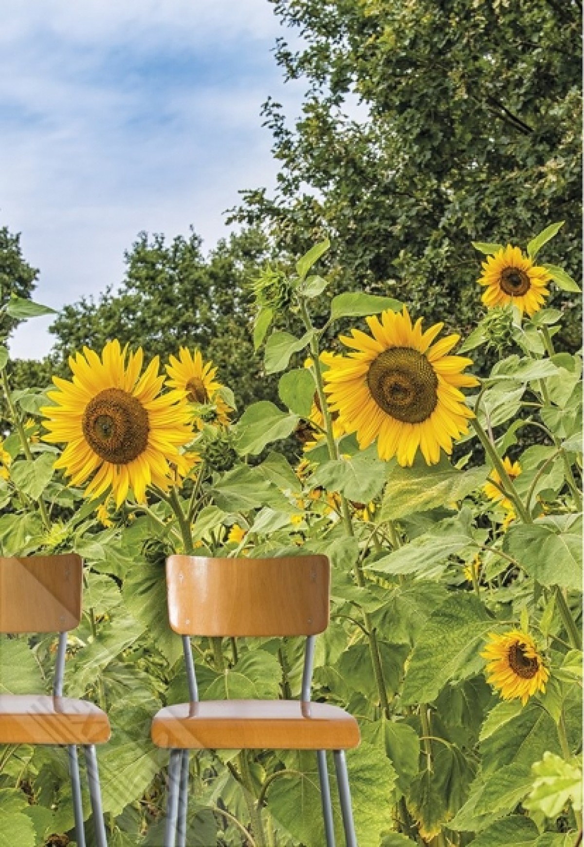 Wallpaper Queen ML239