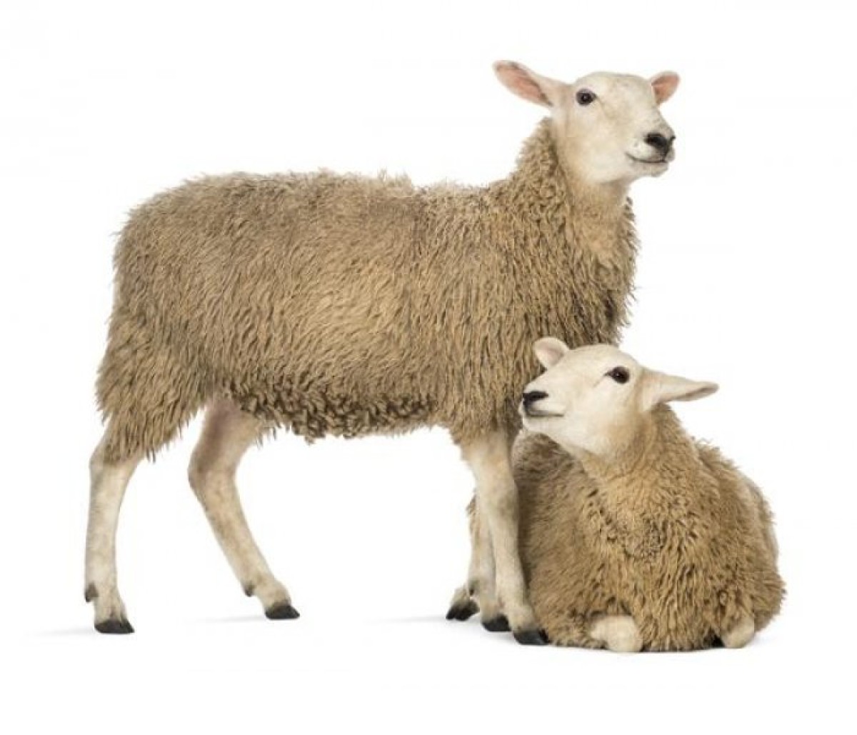3750043 Sheep