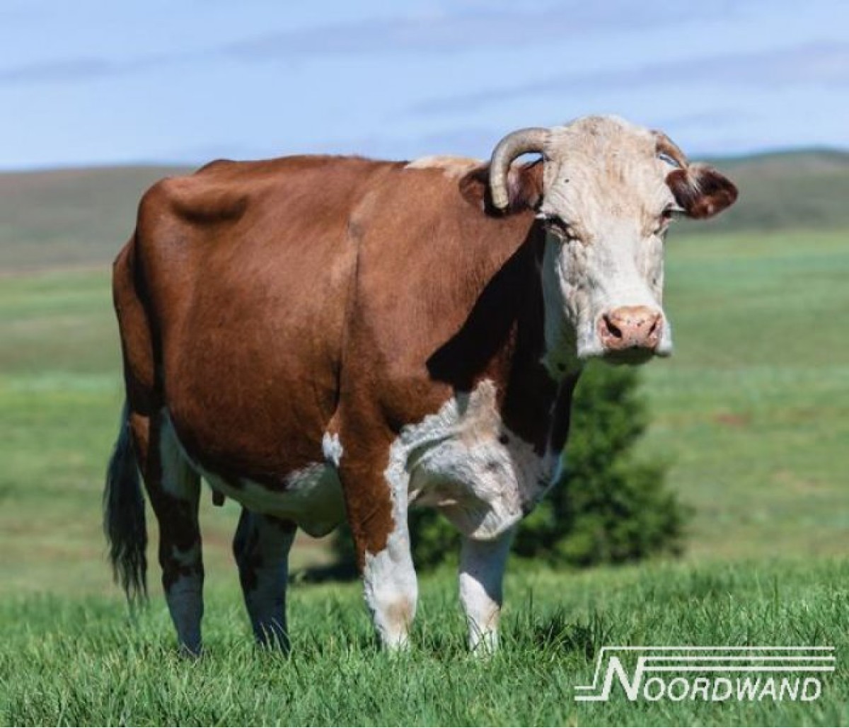 3750072 Cow in field
