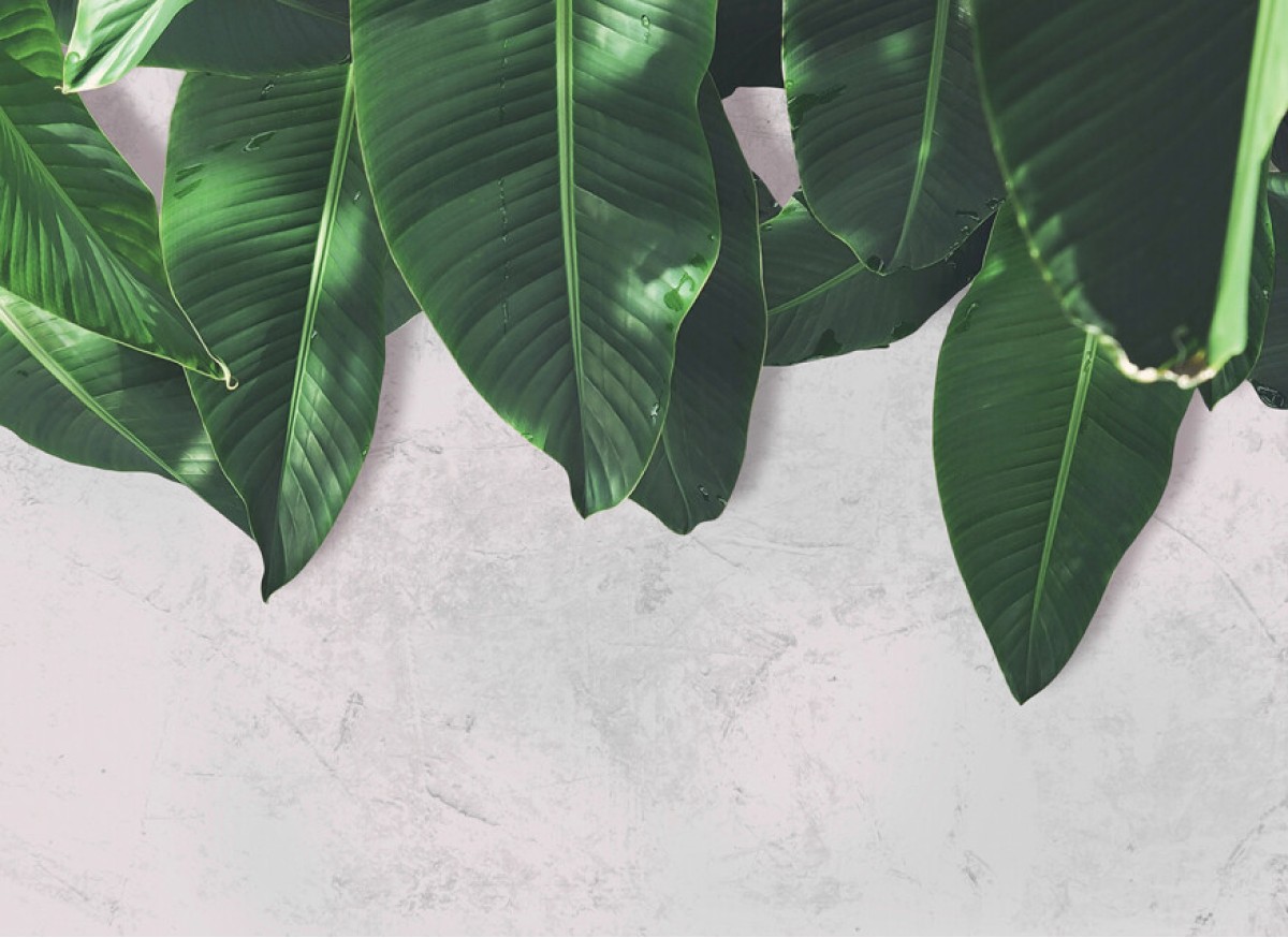 Designwalls DD118546 Leaves Wall 2
