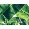 Designwalls DD118552 Broken Leaf 1