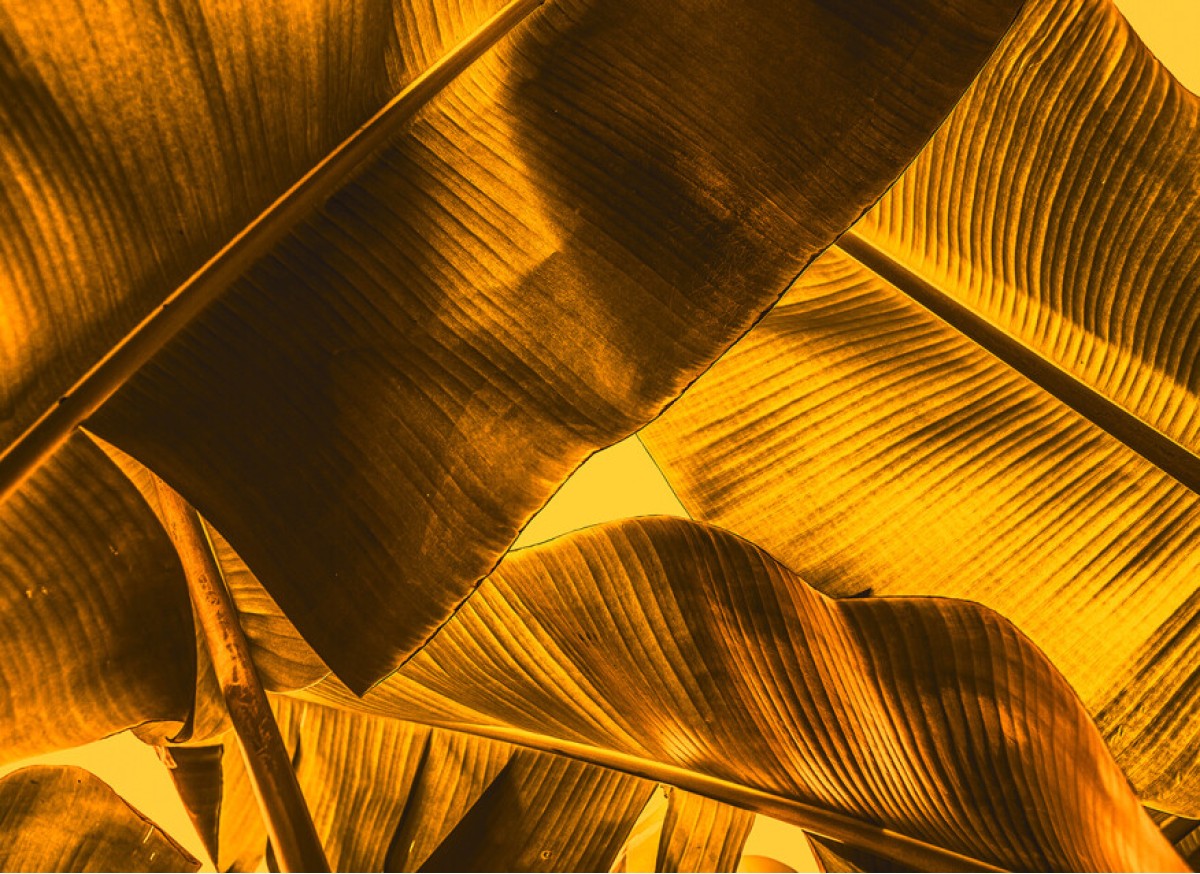 Designwalls DD118554 Broken Leaf 2