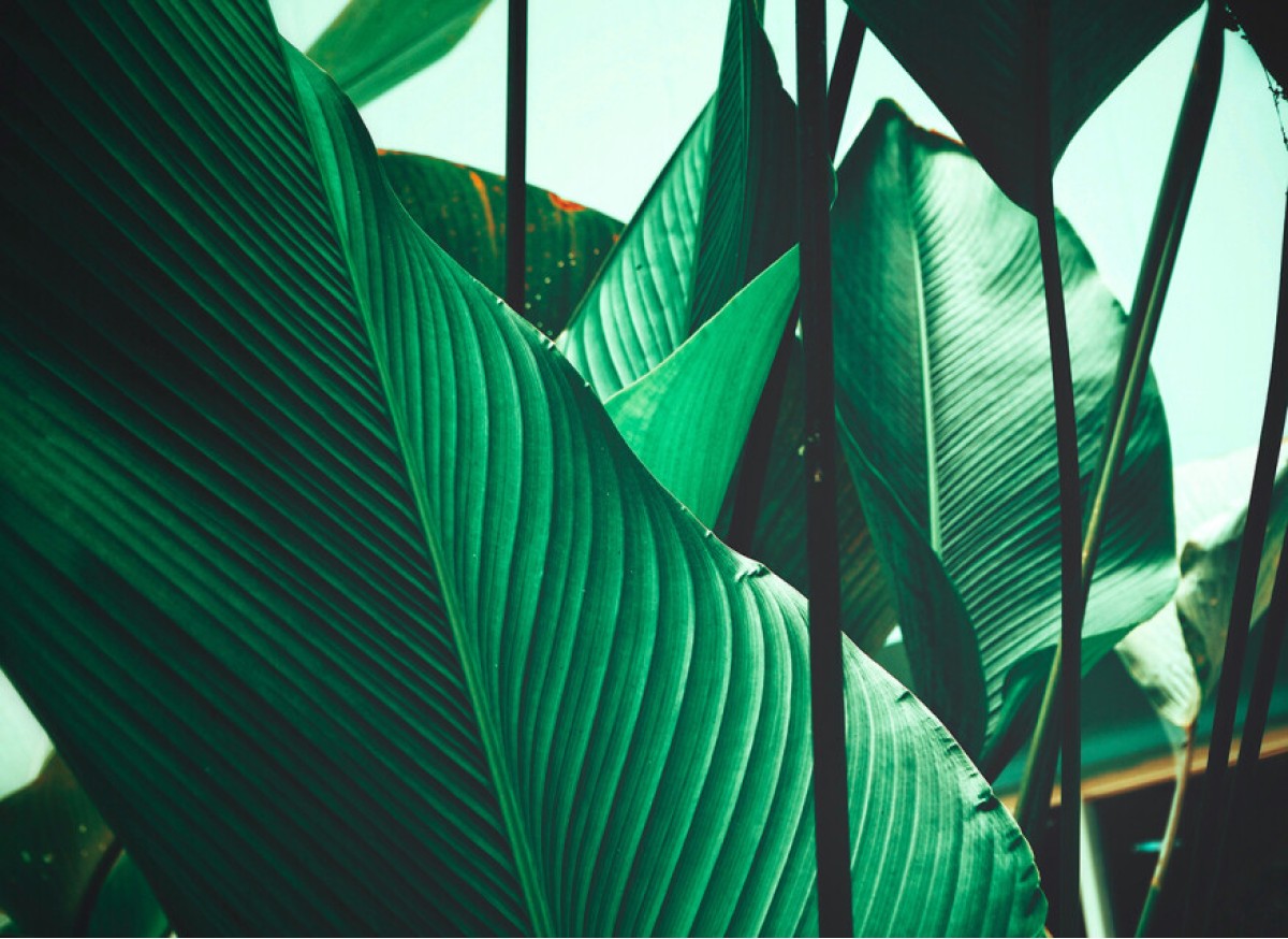 Designwalls DD118556 Leaf Stalks 1